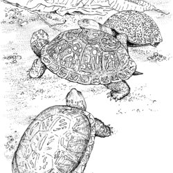 Tremendous Free Turtle Coloring Pages Turtles Animals