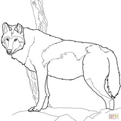 Fantastic Excellent Image Of Wolf Coloring Pages Timber