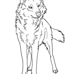 Cool Free Printable Wolf Coloring Pages For Kids To Color