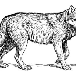 Wonderful Wolf Coloring Pages To Print Out Animal Drawing Choose Board