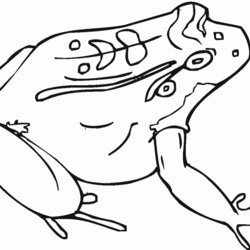Smashing Toad Coloring Download For Free Pages Printable Kids