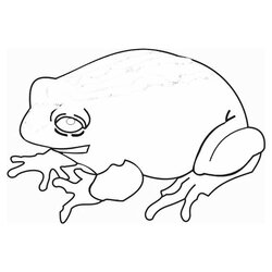 Toad Coloring Pages Home Belly Fire Frog Easy Comments Library
