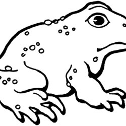 Excellent Free Printable Toad Coloring Pages For Kids Cane American Frog Color Toads Print Search Google