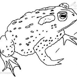 Toad Coloring Pages At Free Printable Color Print