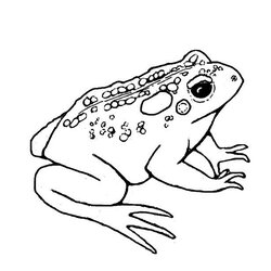 Spiffing Free Printable Toad Coloring Pages For Kids Frog Drawing Print Toads Simple Colorado Color Clip Dart