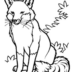 Cool Animal Coloring Pages For Kids Colouring