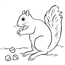 Outstanding Squirrel Coloring Page Samantha Bell Pages Printable Squirrels Baby Drawing Color Print Kids