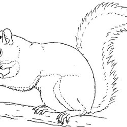 Cartoon Squirrel Coloring Pages At Free Printable Kids Preschool Drawing Print Squirrels Color Carving