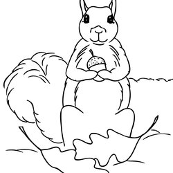 Terrific Free Printable Squirrel Coloring Pages For Kids Animal Place Print Squirrels Acorn Color Popular