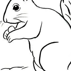 Magnificent Squirrel Coloring Page Art Starts