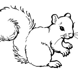 Super Free Printable Squirrel Coloring Pages For Kids Color Print Squirrels Preschool While Fun Use Popular