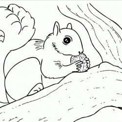 The Highest Standard Free Printable Squirrel Coloring Pages For Kids Print Squirrels Color Nuts Sheets Tree