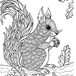 Sublime Squirrel Adult Colouring Page In Sheets Art Craft Coloring Rodent Barbara