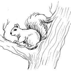 Admirable Free Printable Squirrel Coloring Pages For Kids Animal Place Image