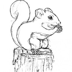Swell Free Printable Squirrel Coloring Pages For Kids Color