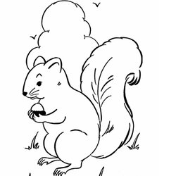 Free Printable Squirrel Coloring Pages For Kids Animal Place Image