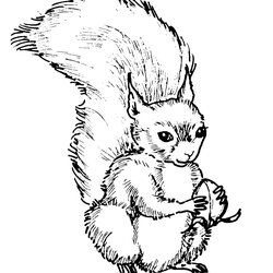 High Quality Free Printable Squirrel Coloring Pages For Kids Animal Place Image