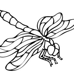 Cool Dragonflies Insects Kids Coloring Pages Print Color Simple Printable Animals Children For