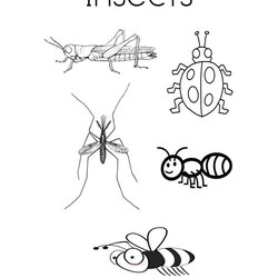 Insects Coloring Page Twisty Noodle Pages Worksheet Insect Printable Color Kids Print Colouring Worksheets