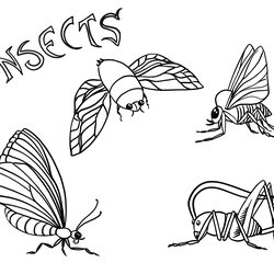Swell Insects Coloring Page Leila