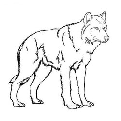 High Quality Baby Wolf Coloring Pages To Print Home Printable Popular Colouring Kids
