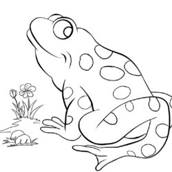 Brilliant Free Printable Frog Coloring Pages For Kids