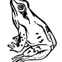 Capital Free Frog Coloring Pages At Printable Color Print Animals Species