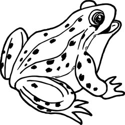 Tree Frog Coloring Pages Free Download On Drawing Outline Realistic Frogs Color Drawings Kids Print Cartoon