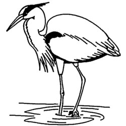 Champion Color Blue Coloring Pages Home Heron Great Animal Printable Drawing Popular Animals Comments Herons