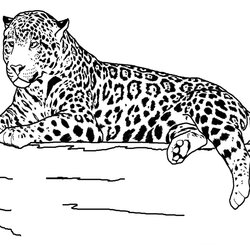 Fantastic Printable Realistic Animal Coloring Pages At Free Animals Print Jaguar Outline Kids Grassland Teens