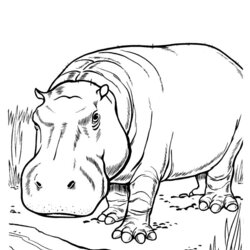 Cool Best Images About Wild Animal Embroidery Patterns On Coloring Drawing Pages Hippopotamus Drawings Zoo