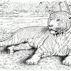 Impressive Animal Coloring Pages Realistic Zoo Tiger Wilde Tigers Characters Bengal