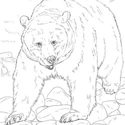 Free Printable Realistic Animal Coloring Pages Wild Animals