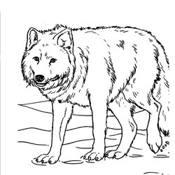 Sterling Free Printable Realistic Animal Coloring Pages At Wolf Template Wolves Print Sheets Savanna Kids Dog
