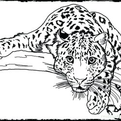 Eminent Realistic Wild Animal Coloring Pages At Free Detailed Printable Animals Dog Awesome Adults Hound