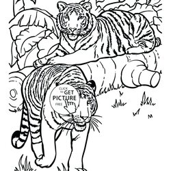 Realistic Animals Drawing At Free Download Coloring Pages Tiger Animal Printable Color Tigers Adults Cool