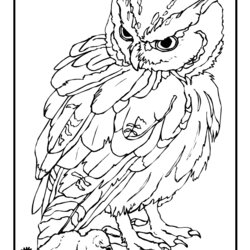 Terrific Realistic Animals Drawing At Free Download Coloring Pages Owl Animal Outline Outlines Baby Jr Owls