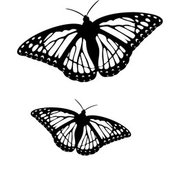 Champion Butterfly Coloring Pages Butterflies Pair Page