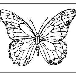 Terrific Butterfly Coloring Pages Learn To Printable Color Book Adult Cool Butterflies Colouring Sheets