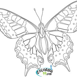 Swell Butterfly Coloring Pages Team Colors Hard Kids Printable Color Animal Adults Sheets Butterflies