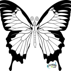 Marvelous Butterfly Coloring Pages Team Colors Kids Realistic Printable Blank Butterflies Color Print Book