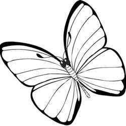 Capital Butterfly Coloring Pages For Kids Picture