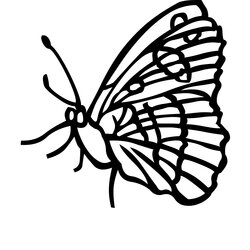 Supreme Butterfly Coloring Pages Page