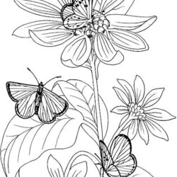 Flower Coloring Pages For Adults Printable Kids Colouring Adult Pansy Abstract Marigold Fairies Sketch