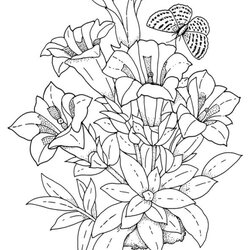 Fine Flower Coloring Pages For Adults At Free Download Flowers Realistic