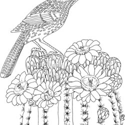 Splendid Galleries Related Hard Coloring Pages Cool Printable Print Adults Adult Colouring For