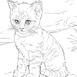 Out Of This World Cute Kitten Coloring Page Printable Pages Print Book