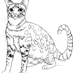 Outstanding Cute Cat Animal Coloring Pages For Kids To Print Color Animals