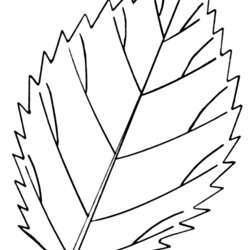 Eminent Vector Leaf Coloring Pages Adult Images Leaves Printable Via