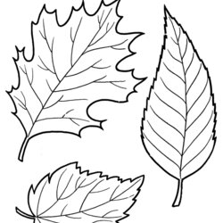 Capital Leaves Grids Drawings Colouring Pages Page Leaf Coloring For Kids